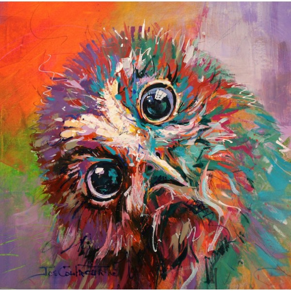 Morepork Owlet